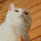 うちねこ