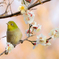 春みつけた