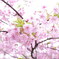 河津桜