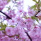 河津桜