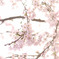 春の兆し