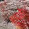 小原村 川見四季桜の里
