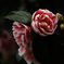 花寺の春装…２