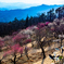 宝登山　梅百花園