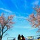 河津桜