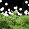 電照菊