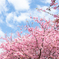 河津桜１