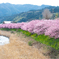 河津桜３