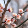 梅の花