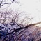 昨年の吉野の桜。多分初めてお下がりのNEX5を使って取りに行った時の写真
