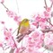 ウメジロー 2019
