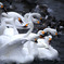 白鳥の湖 03
