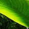 _IGP6262