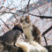 ねこざくら