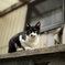 田代島で出会った猫シリーズ②