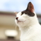 田代島で出会った猫シリーズ④