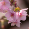 河津桜