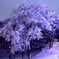 雪の華 ❤