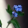 わすれな草をもう一度