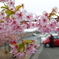 散り始める河津桜