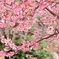 河津桜