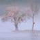 畔の桜