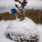 雪積もる苔玉