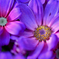 Purple sun