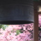 鐘と桜と