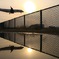 Reflection of wire netting and airplane