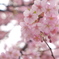 河津桜