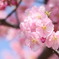 河津桜が見頃になりました♪̊̈♪̆̈