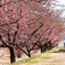5分咲きの河津桜