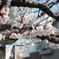３月の春めき