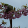 notitled