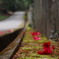 春進む 椿落花の ウォーク道
