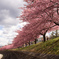 河津桜