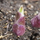 ギボウシの新芽