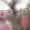 a plum tree with reddish pink blossoms