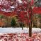 美瑛町は早くも雪・・・・雪上の紅葉と落ち葉