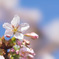 大船FC【桜：玉縄桜】⑧20190309