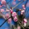 2月末に咲き始めた紅梅