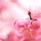 春来たり
