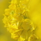 菜の花Ⅱ