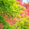 two colors