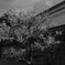 monochrome no.1