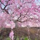 鈴鹿の森庭園