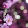 鈴鹿の森庭園