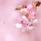 河津桜
