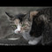 chatoyance  　煌き